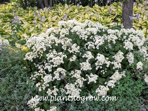 Starburst Hydrangea (Hydrangea arborescens)